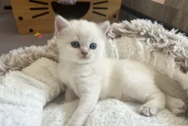 Chaton British Shorthair et Longhair Femelle, Votre ville