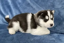 Chiot husky sibérien, Laval