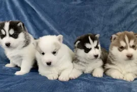 Chiot husky sibérien, Laval