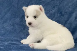 Chiot husky sibérien, Laval