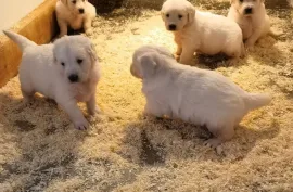 Chiots Golden Retriever, Drummondville 