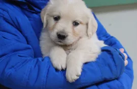 Chiots Golden Retriever, Drummondville 