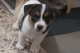 Chiot Jack Russell Pure Race, Quebec