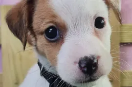 Chiot Jack Russell Pure Race, Quebec