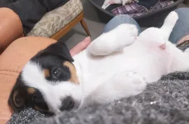 Chiot Jack Russell Pure Race, Quebec
