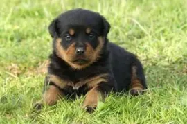 Chiot Rottweiler Pure Race, Gatineau