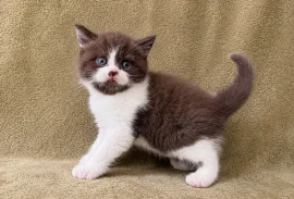 Chatons British Shorthair et Longhair Femelle, Votre ville