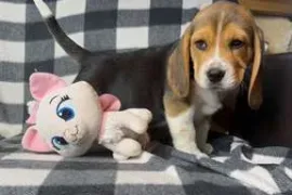 chiots Beagle, Trois rivieres