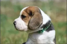 chiots Beagle, Trois rivieres