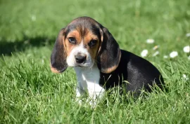 chiots Beagle, Trois rivieres