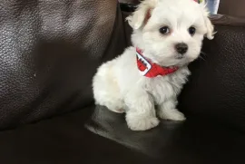 Chiots Bichon Maltais, Drummondville