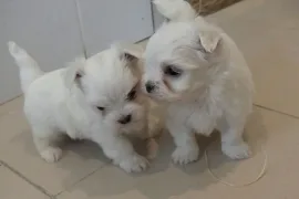 Chiots Bichon Maltais, Drummondville
