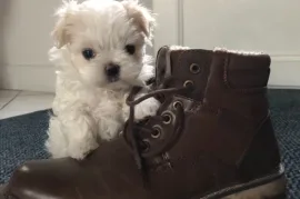 Chiots Bichon Maltais, Drummondville