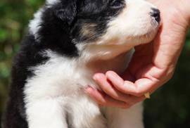 chiot berger australien  a donner, quebec