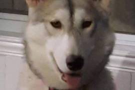 Bébés Husky Syberien, Saint-Lambert-de-Lauzon