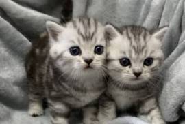 6 chatons british shorthair, Votre ville