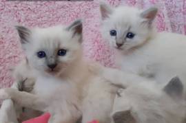 Adorable Chatons Birmanie male et femelle, Vancouver