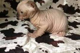  Très beau chaton nu, sans poils sphynx à donner , Montreal