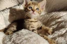  A donner, magnifiques chatons savannah , Quebec