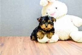  Chiots yorkshire terrier à donner , Terrebonne