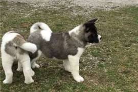  Donne ses magnifiques chiots akita inu , Mirabel