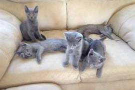 Chatons bleu russe cherche nouveau foyer, Sept-Îles