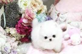 A donner teacup blanc, une belle boule de poil, Saint-Jérôme