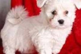 bichon maltais blanc à donner, Granby