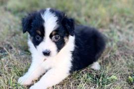 Jolie Berger Australien Femelle à donner, Votre ville