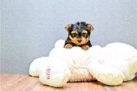  Chiots yorkshire terrier à donner , Repentigny