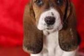  Chiot type basset hound à donner contre bons soin, Saguenay