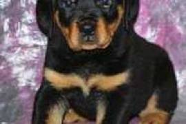  Chiot rottweiller à donner urgent , Pointe-Claire