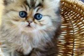  2 beaux chatons persan à donner , Saint-Lambert