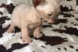  Très beau chaton nu, sans poils sphynx à donner , Châteauguay