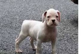  Très beau chiot boxer à donner , Rimouski