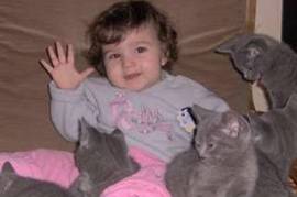  chatons typ chartreux élever en famille à donner , Blainville