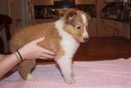  Chiot colley à donner , Longueuil