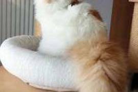  Chaton Scottish Fold à donner , Montréal