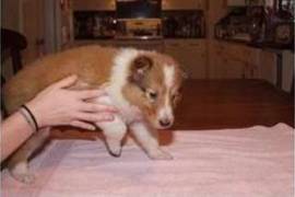 Chiot colley à donner, Lévis