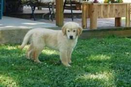 Donne chiot golden retriever , Drummondville