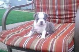 Donne chiot boston terrier mâle, Sorel-Tracy