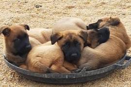 Très adorable Chiots berger belge malinois, Votre ville