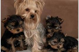 Magnifiques bébés yorkshire terrier, Votre ville