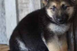  Chiot berger allemand à donner , Longueuil