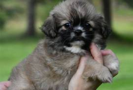 Chiot Epagneul tibetain, Saint-Étienne