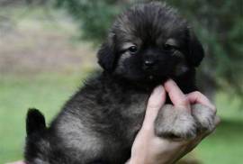 Chiot Epagneul tibetain, Saint-Étienne