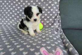 Vend chiot yorkshire terrier CKC, sainte-thérèse