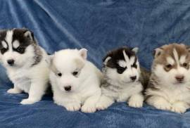 Bébé chiot Husky Sibérien, Montréal