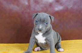 Chiot American Staffordshire Pure Race CKC, Mercier