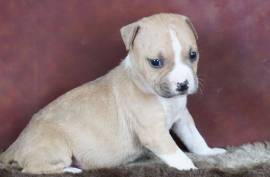 Chiot American Staffordshire Pure Race CKC, Mercier